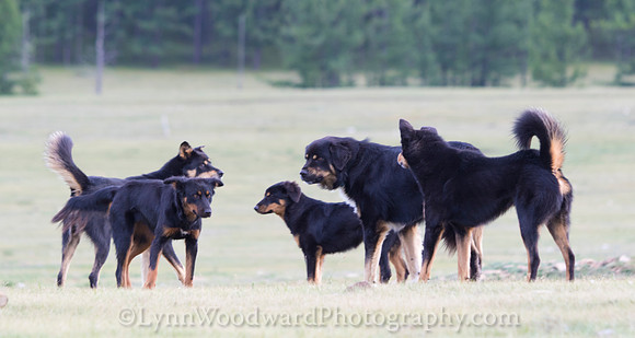GerStayMongolia-byLWoodward-3019