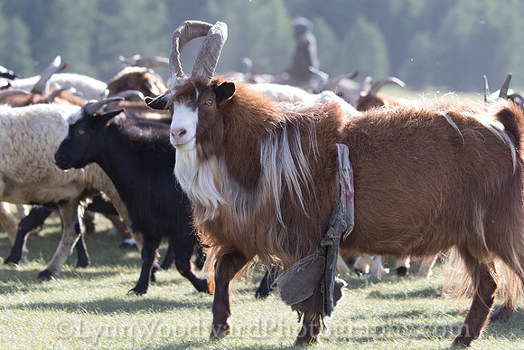 GerStayMongolia-byLWoodward-2984
