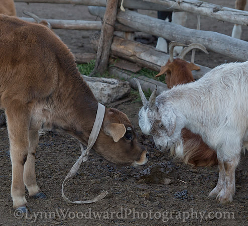 GerStayMongolia-byLWoodward-2472