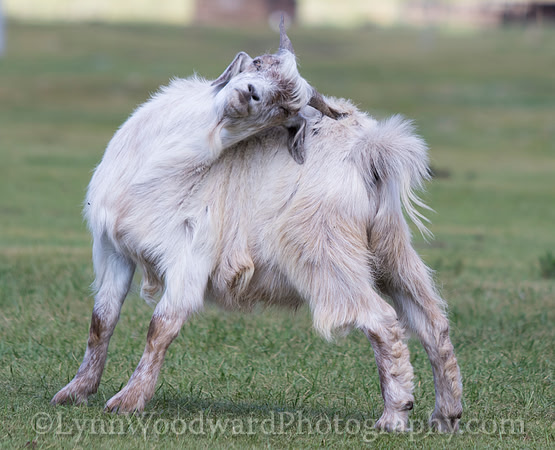 GerStayMongolia-byLWoodward-2676