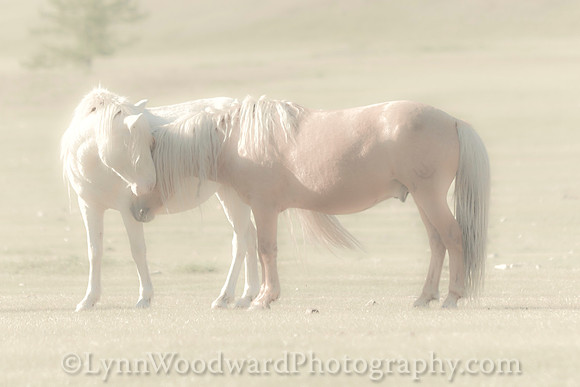 GerStayMongolia-byLWoodward-3083-2