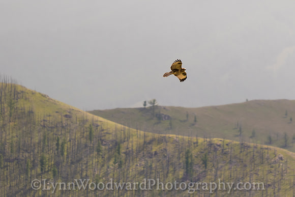 GerStayMongolia-byLWoodward-2809