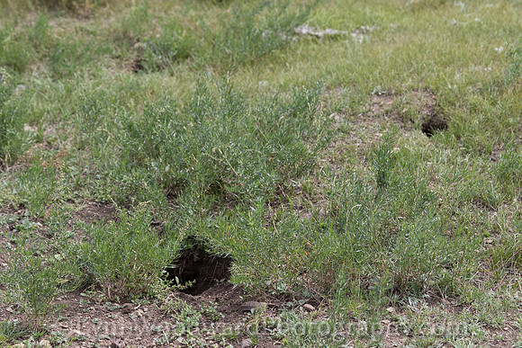 GerStayMongolia-byLWoodward-2862