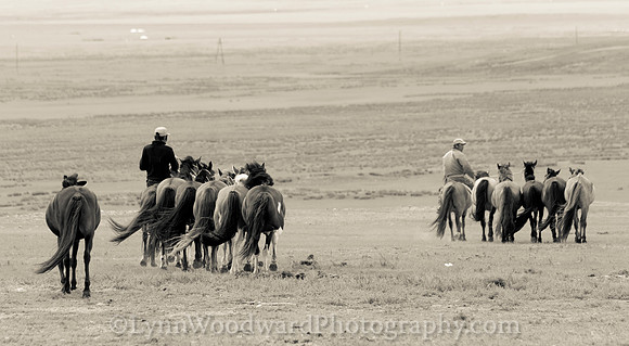 Mongolia-horse-handling-LW-7-2144