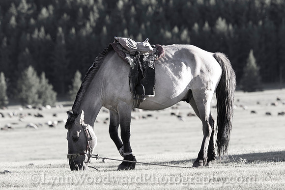 GerStayMongolia-byLWoodward-3067
