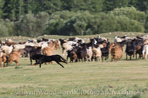GerStayMongolia-byLWoodward-2713