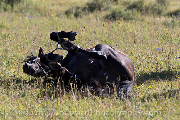 StoneHorseMongolia-byLWoodward-2204