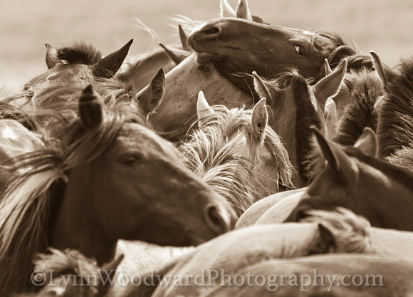 Mongolia-horse-handling-LW-7-2080-2