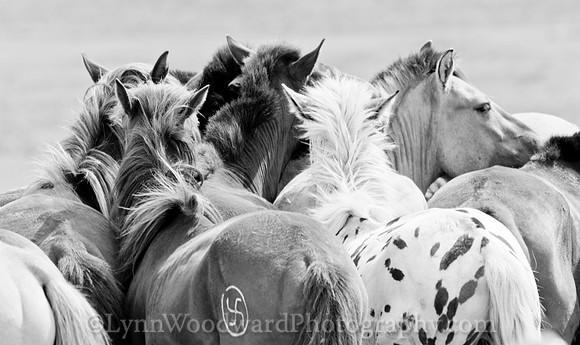 Mongolia-horse-handling-LW-7-2119-2