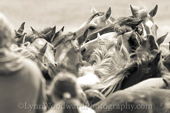 Mongolia-horse-handling-LW-7-2081-2