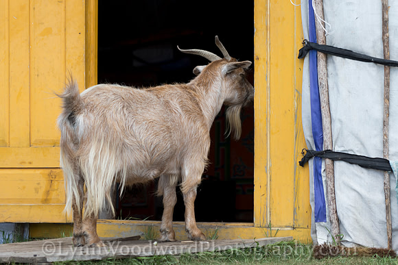 GerStayMongolia-byLWoodward-2673
