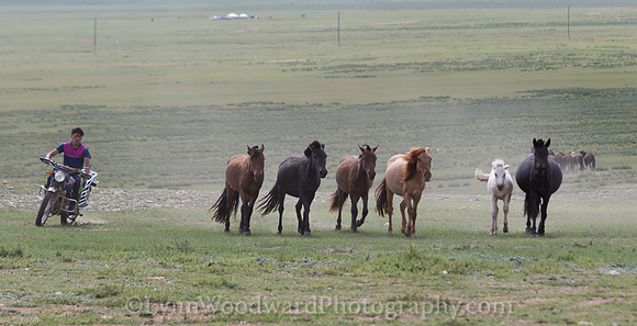 Mongolia-horse-handling-LW-7-2154