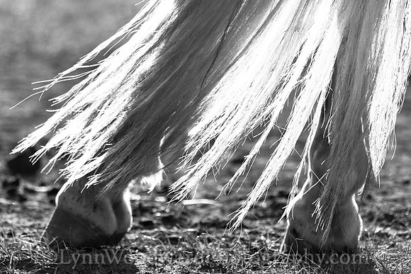 Mongolia-horse-handling-LW-7-1850