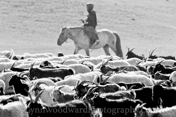 GerStayMongolia-byLWoodward-2982