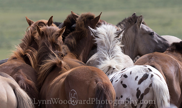Mongolia-horse-handling-LW-7-2119