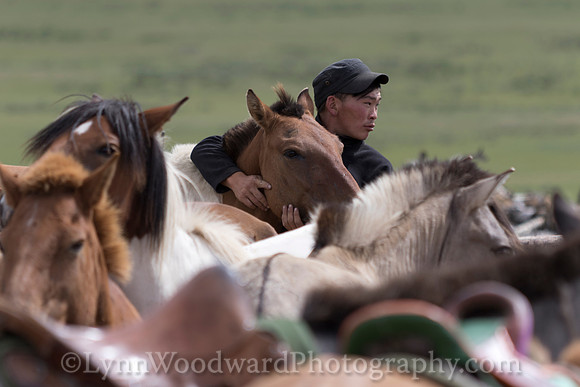 Mongolia-horse-handling-LW-7-2072
