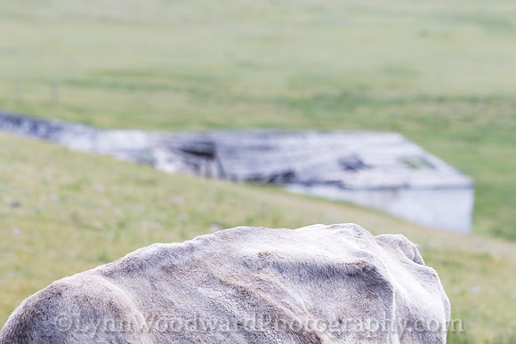 GerStayMongolia-byLWoodward-2740