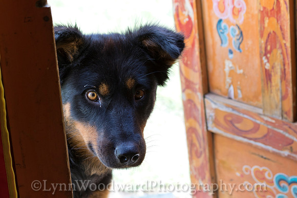 GerStayMongolia-byLWoodward-2874
